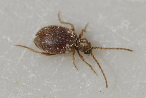 Réf. 231 609 : Ptinus sp.